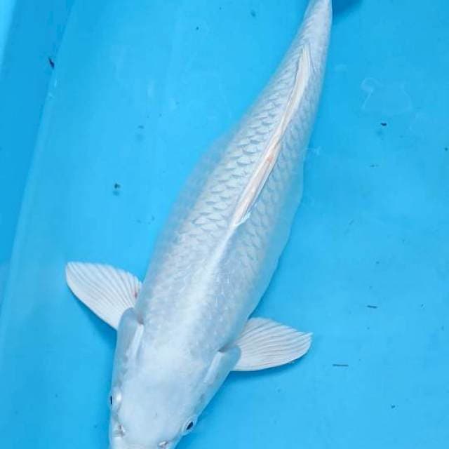 Platinum gendong telur 37cm