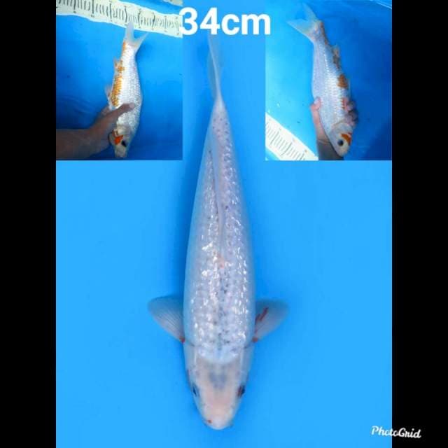 Yuki Asagi Ginrin 34cm