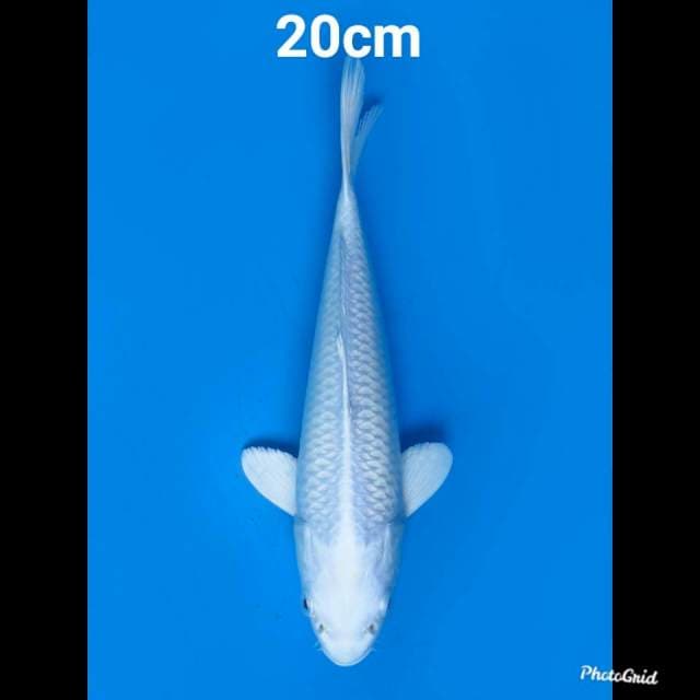 SQ Platinum 20cm 