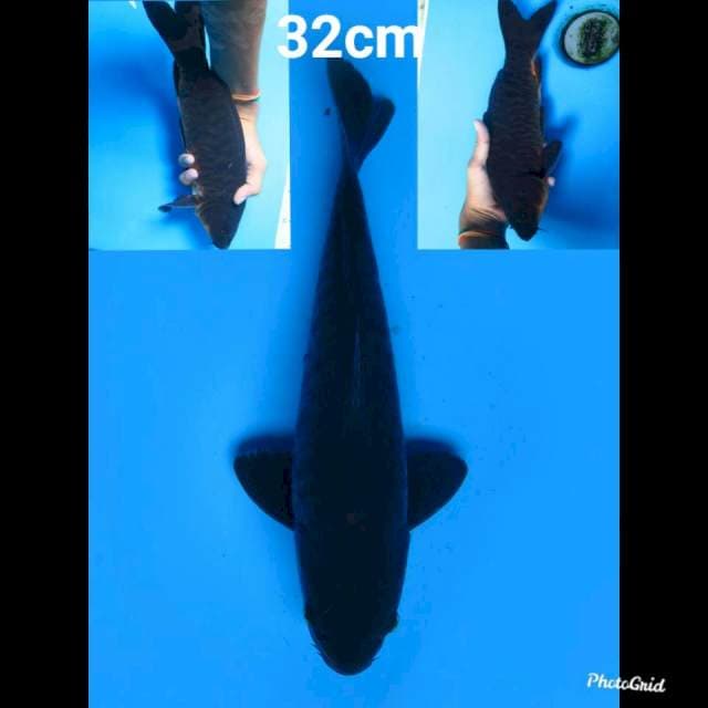 Karasugoi 32cm 