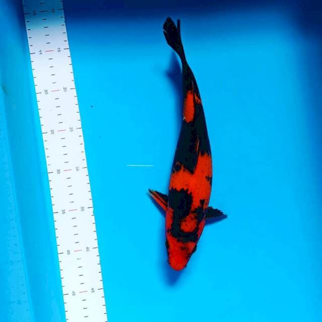 Hiutsuri super red