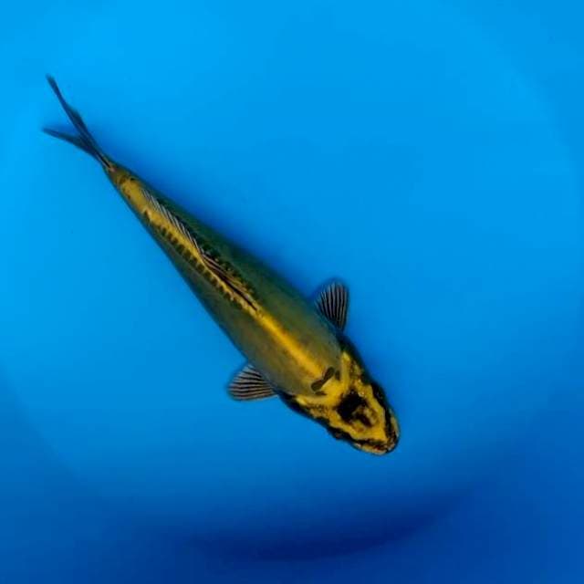 yelow sub marine2 19 cm