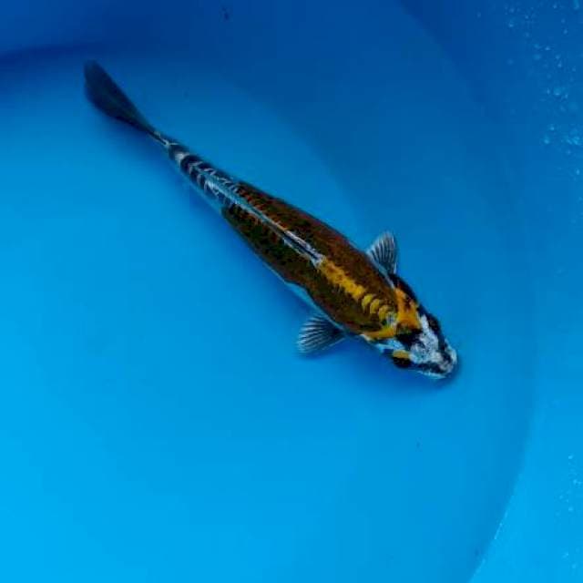 kiko 17 cm