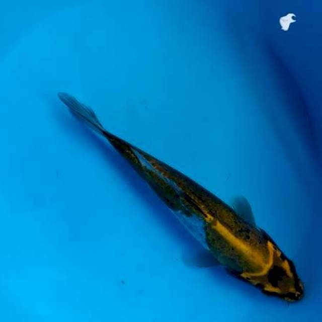 kiko 19cm