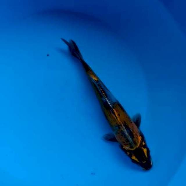 kiko 20 cm