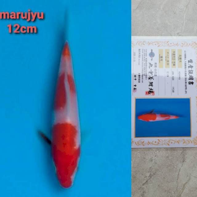 marujyu kohaku 12cm serty