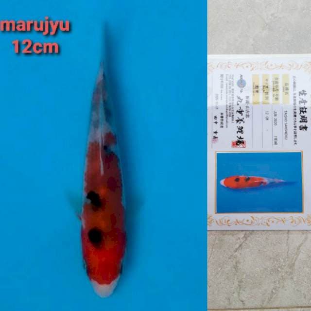 marujyu sanke 12cm serty