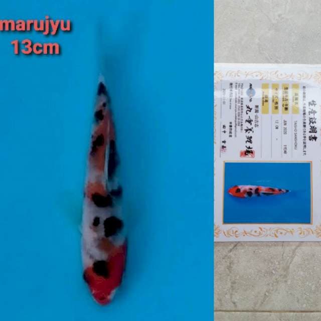 marujyu sanke 13cm serty