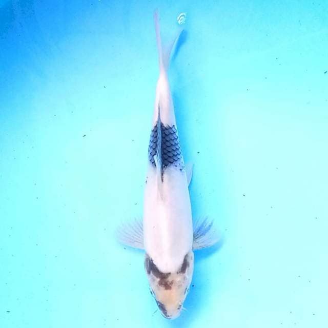 Shiro 19 cm