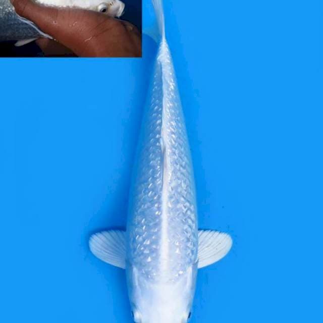 Purachina beling" 27 cm