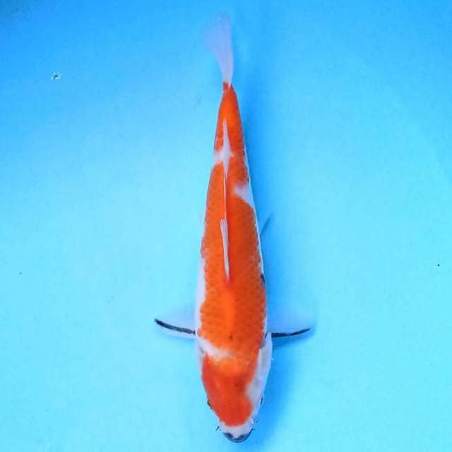 Showa 20 cm