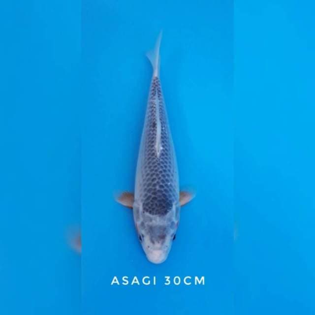 Asagi hq