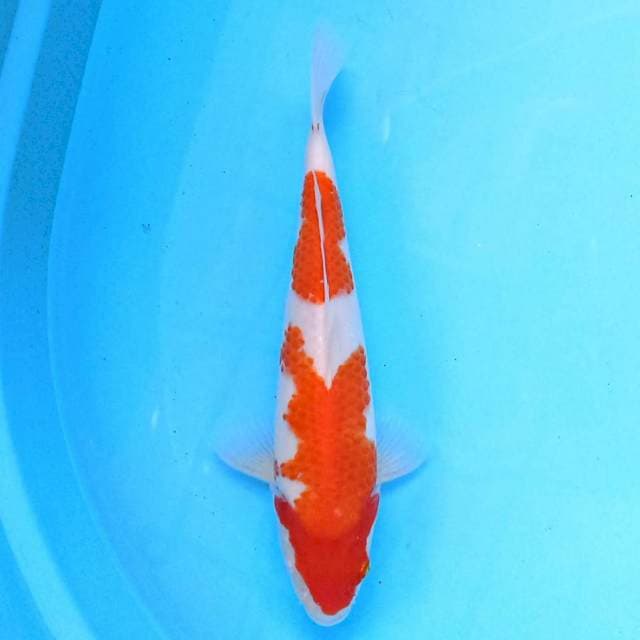 Nidan Kohaku 25 cm