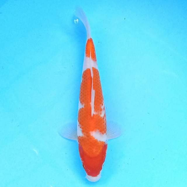 Kohaku 23 cm
