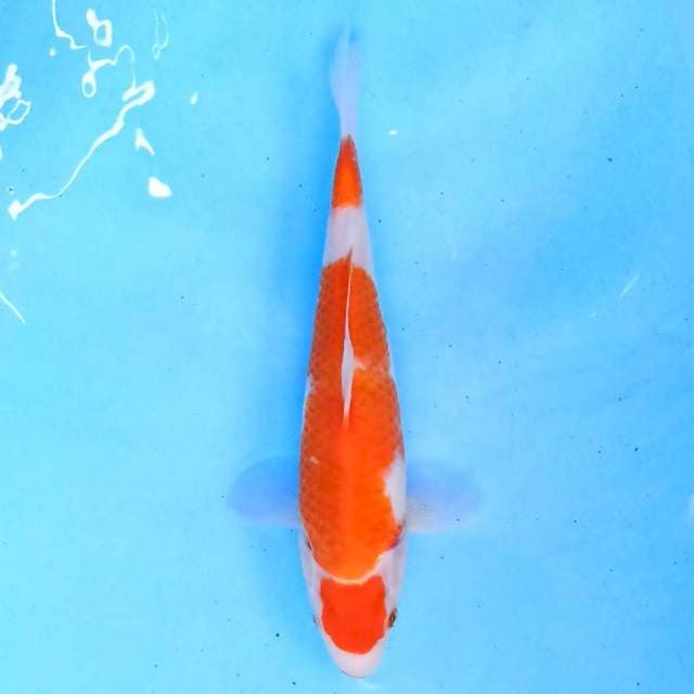Maruten Kohaku 23 cm