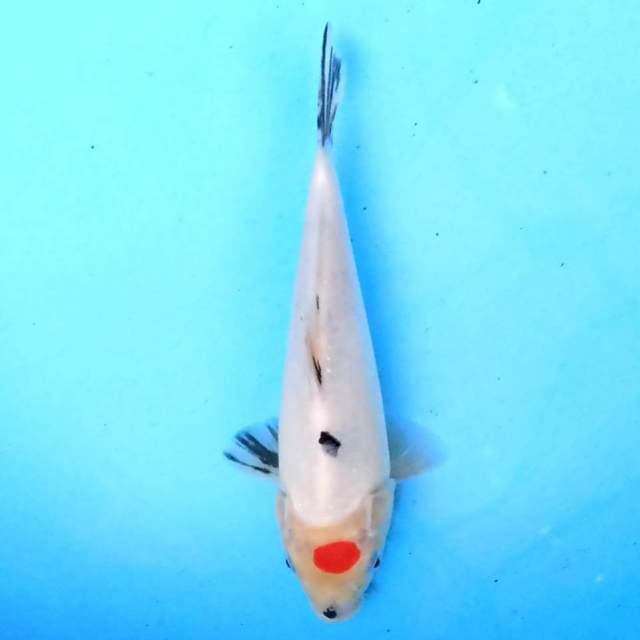 Tancho Shiro 21 cm