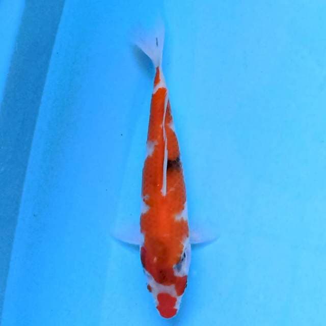 Showa 19 cm