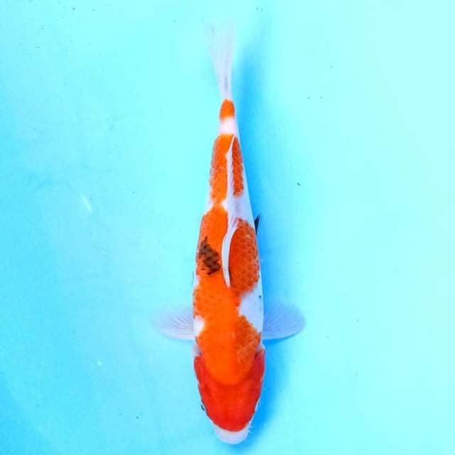 Showa 25 cm