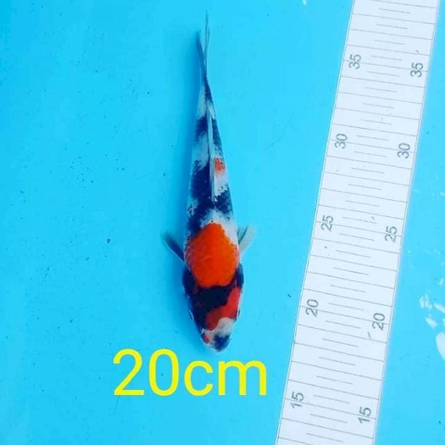 Showa2๐