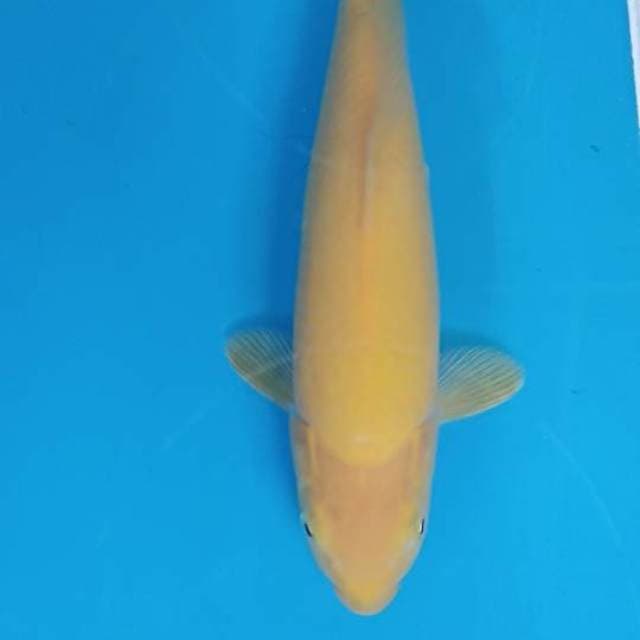 Karasi