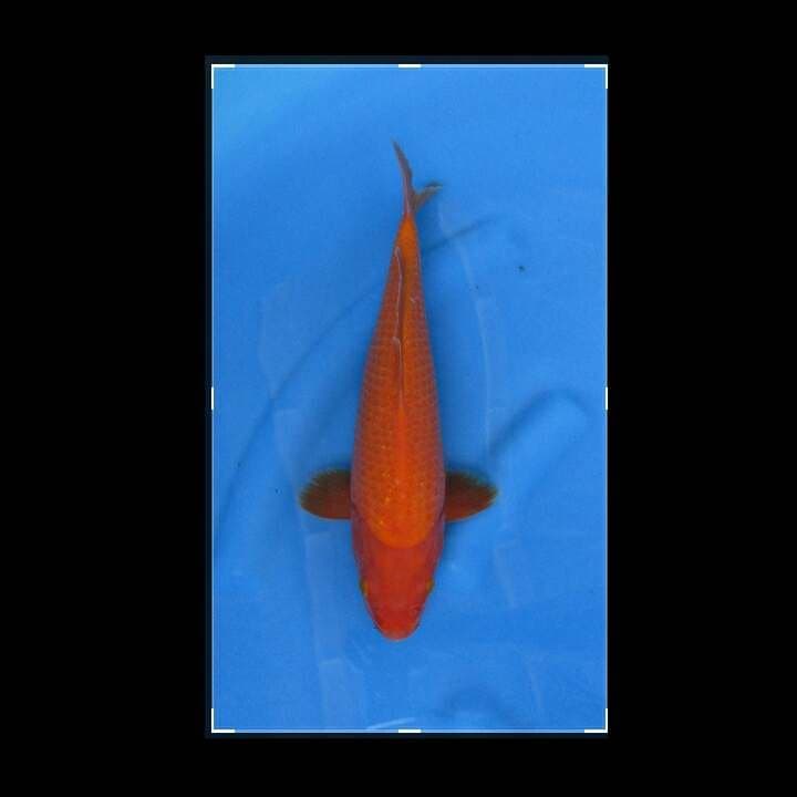BENIGOI FULL RED TEMBUS