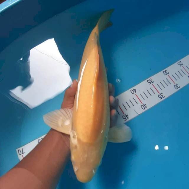Karasi