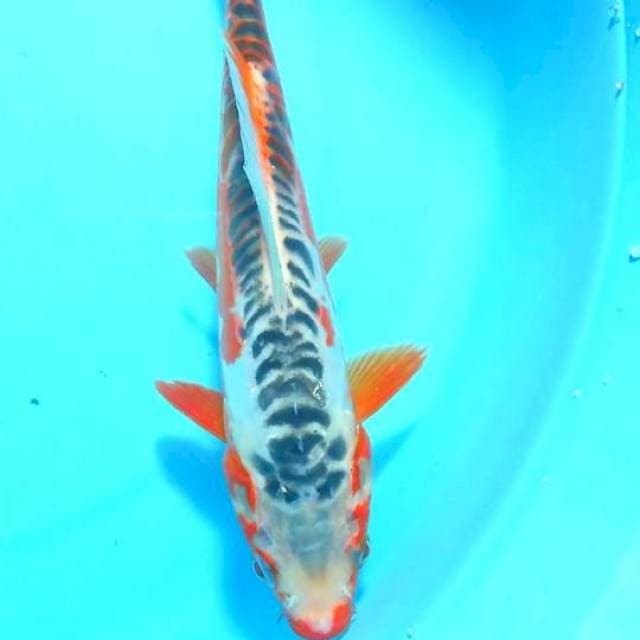 SQ shusui 23 cm