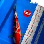 Sanke 35cm female