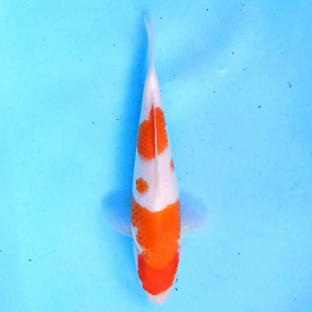 Kohaku 23 cm