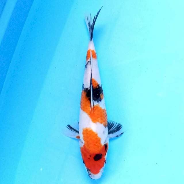 Showa 25 cm