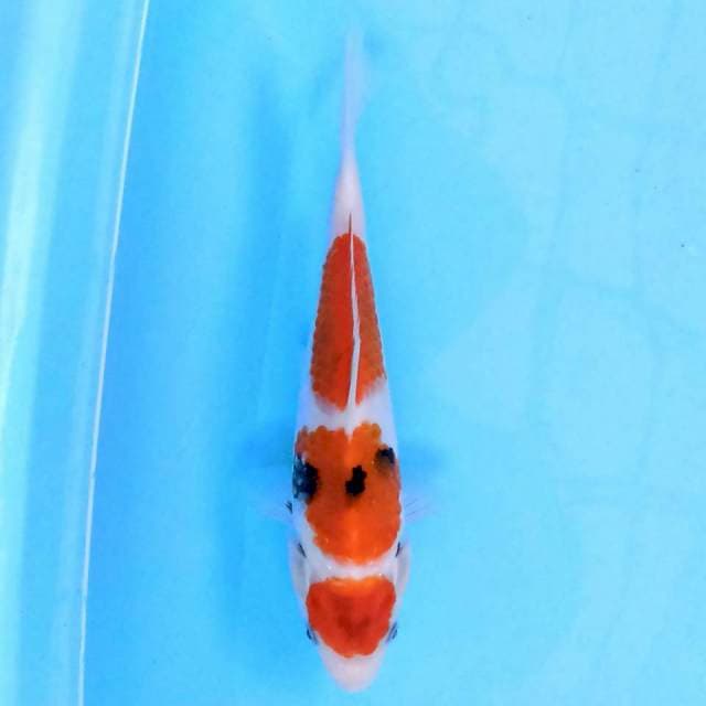 Showa 20 cm
