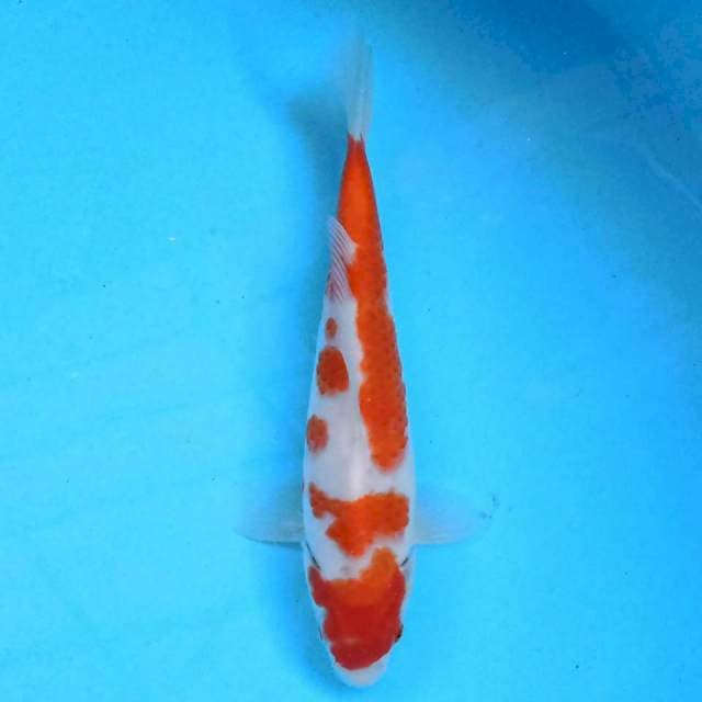 Kohaku 23 cm 
