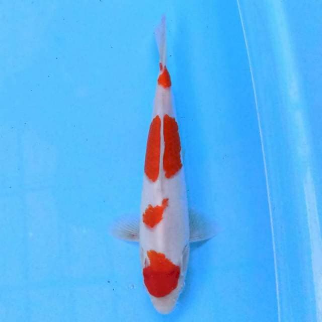 Kohaku 4 step