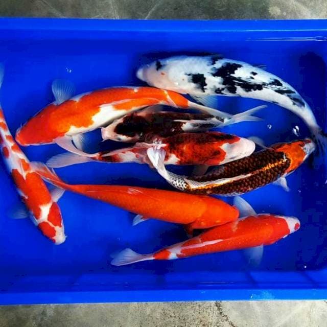 Mix jozz 28_45bu benigoi, kohaku, goromo, bekko, kujaku