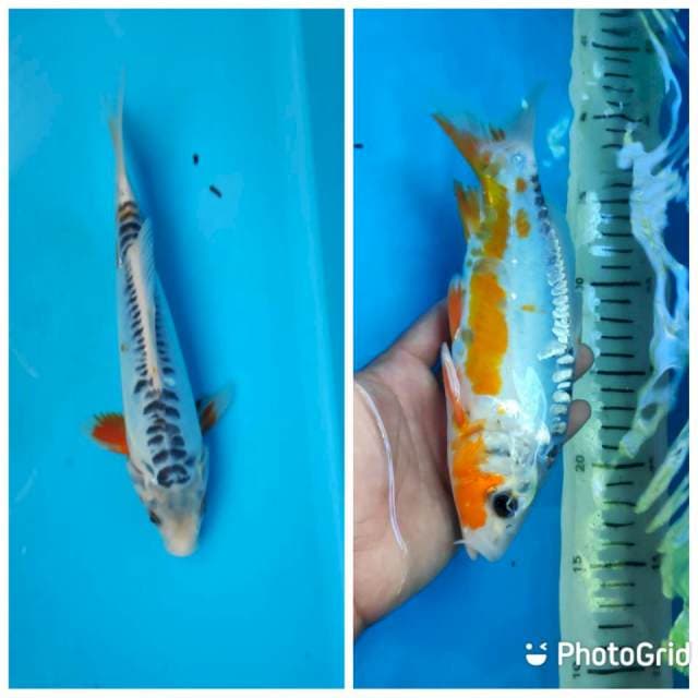 Shusui HQ, 23cm