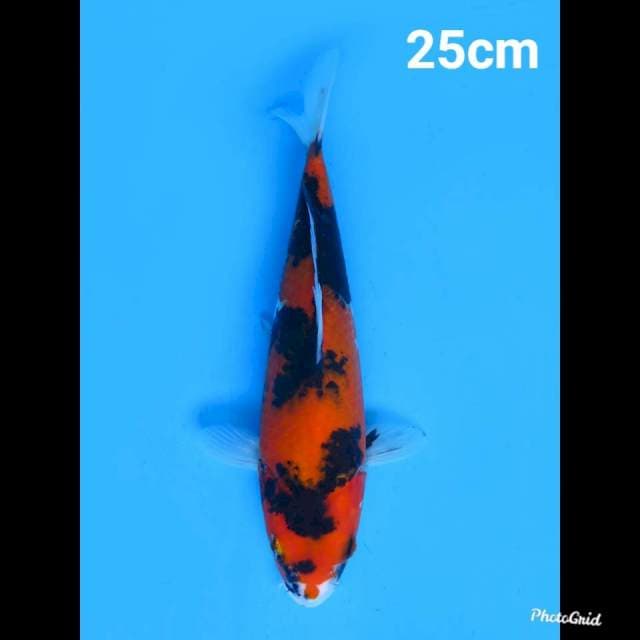 Hi Showa Balance 25cm