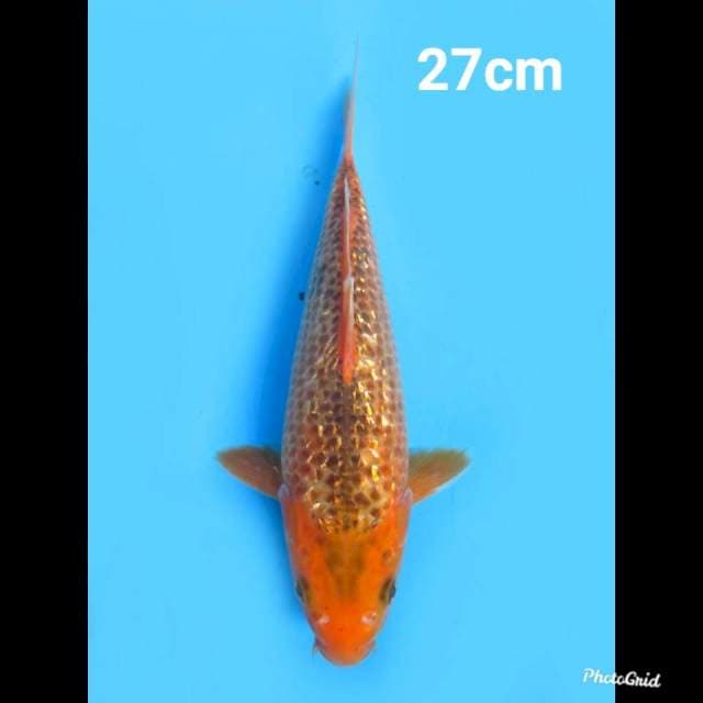 Matsuba Ginrin 27cm 