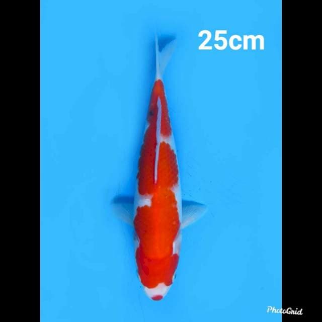 Inazuma Sanke Ori 25cm