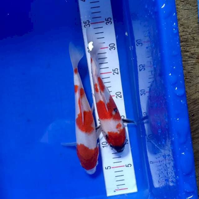 Kohaku, showa