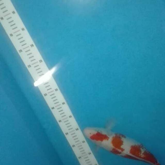 kohaku