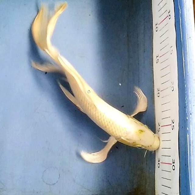 Kumpay 30cm