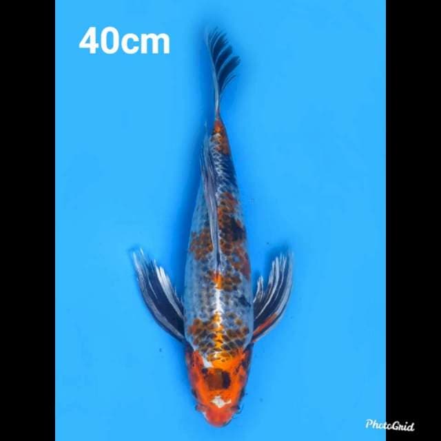 40cm , Male , Kumpay Koleksi