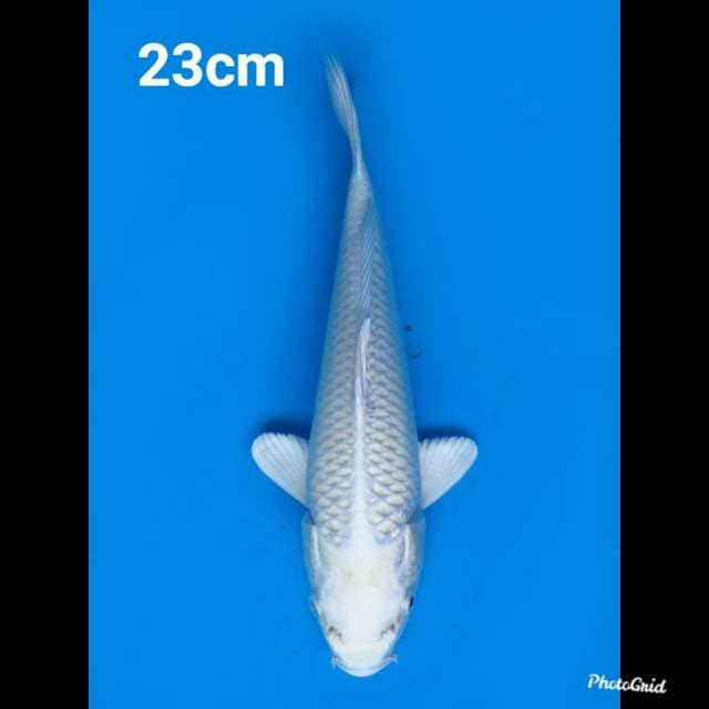 23cm Fml , Platinum