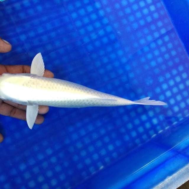 PLATINUM 27cm