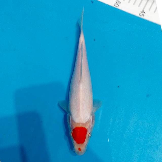TANCHO KOHAKU 24cm