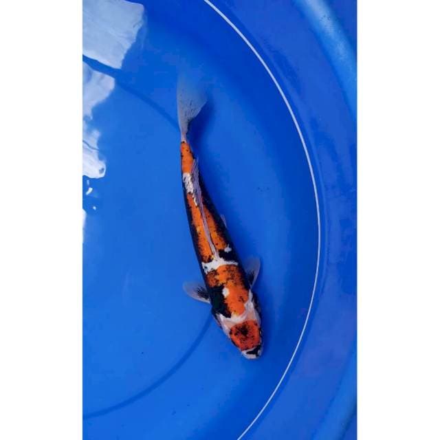 maruten benikumon 30 cm