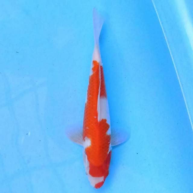 Kohaku 22 cm