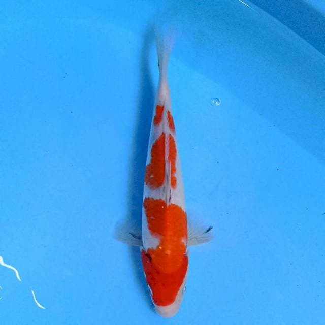 Kohaku 22 cm