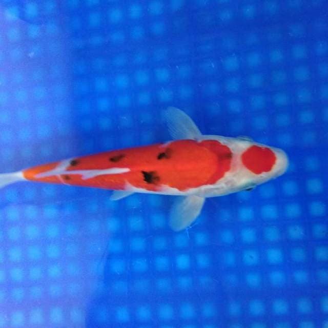 Maruten sanke 25cm