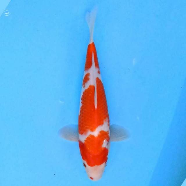 Kohaku 27 cm